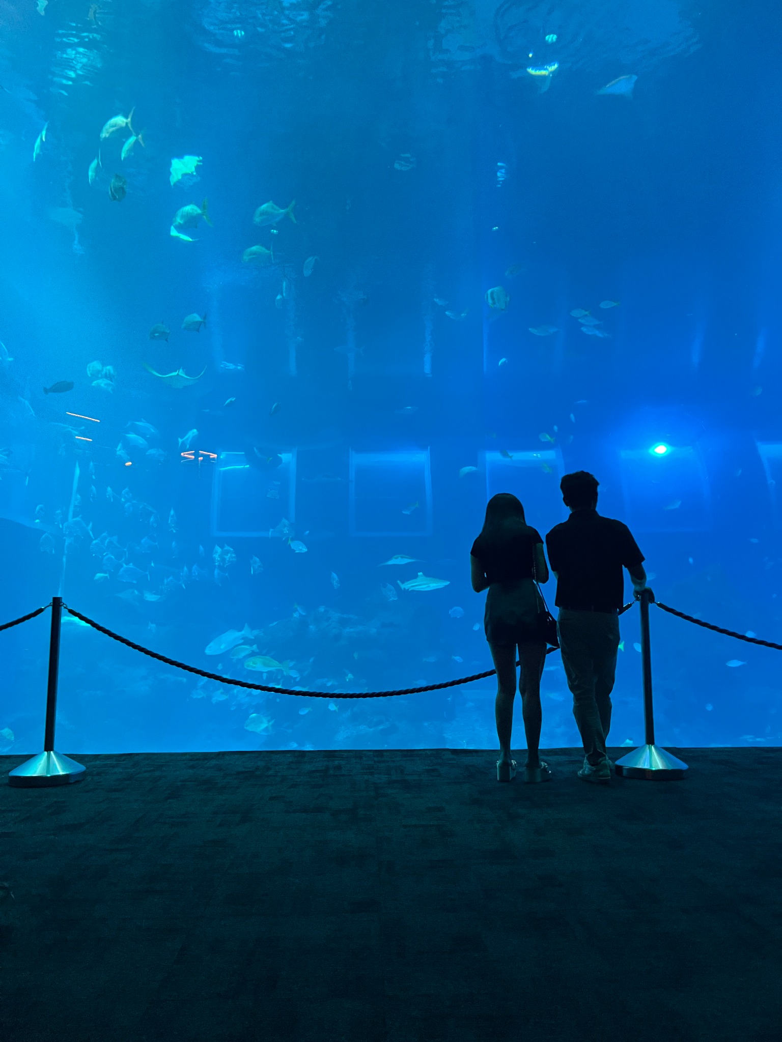Two visitors silhouetted against the blue aquarium